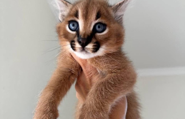 sawanna z karakalami i małymi kociętami