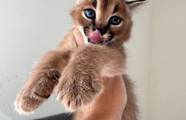 sawanna z karakalami i małymi kociętami