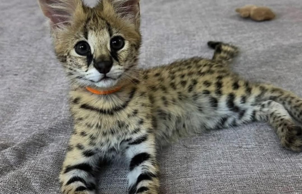 sawanna z karakalami i małymi kociętami