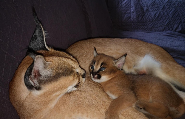 sawanna z karakalami i małymi kociętami