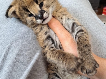 sawanna z karakalami i małymi kociętami